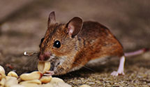 24 Hour & Emergency Exterminators in Kannapolis, NC